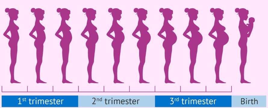 Pregnancy Due Date